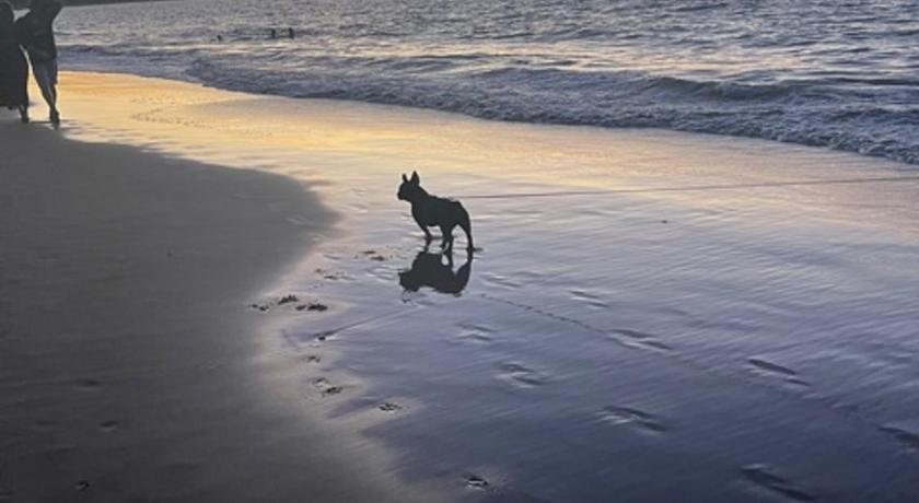 Pet Friendly Cottage in Torquay - Hervey Bay 430m or 5 min walk to dog friendly Shelly Beach photo