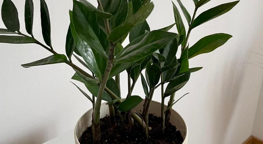 15 Best Plant S In Singapore For Starting Your Indoor Garden 15 Best Plant S In Singapore For