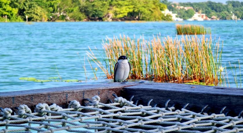 a bird standing on a bench near a body of water, Casita Maya Bacalar in Bacalar