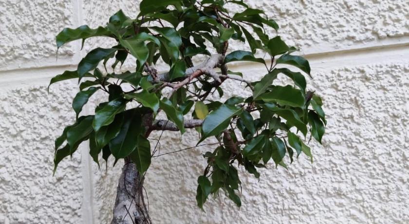 哈桑 Meeslu Mane, The Chic HomeStay 4星级 民宿 客房