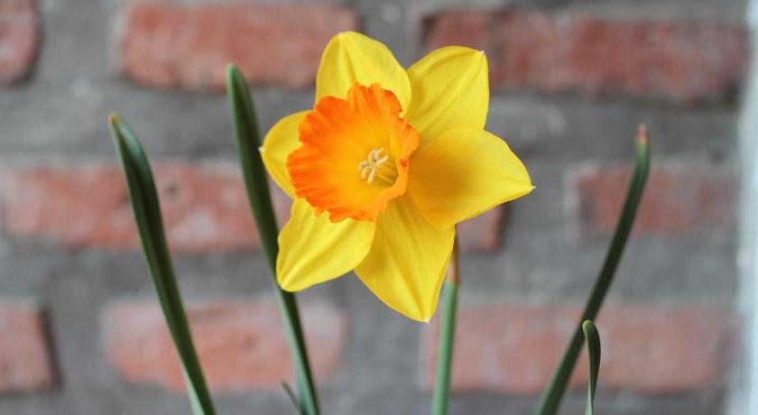 ジェルバ・ブエナ A Alquiler temporario Arrullo de Luna 3つ星 ホテル スイート