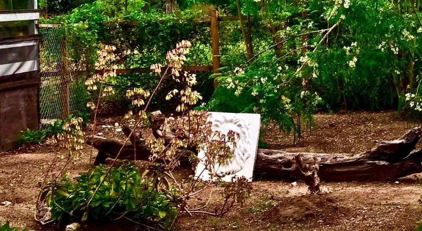 Moringa Ingadi photo