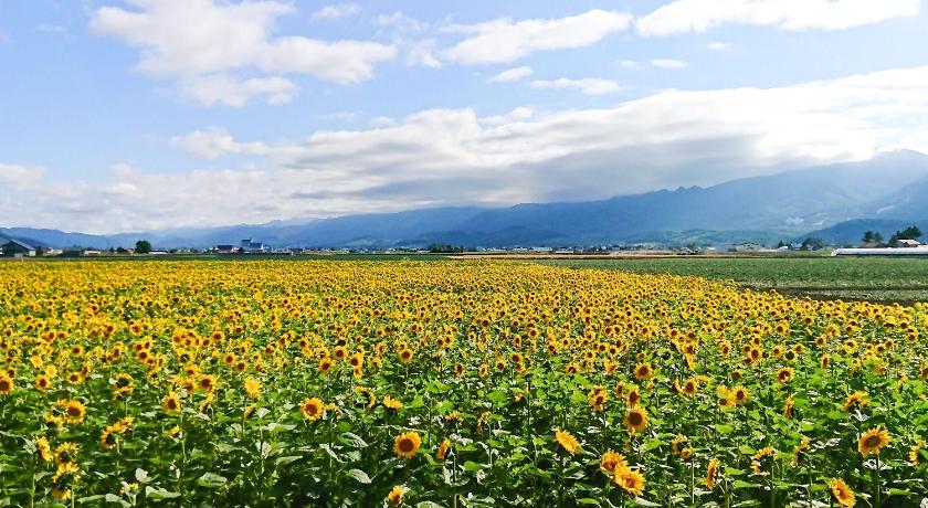 a field filled with lots of colorful flowers, Meguminoyu in Furano