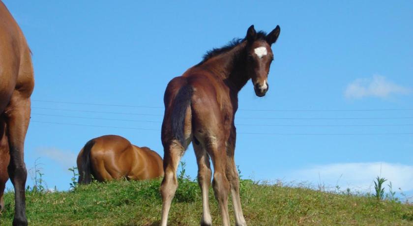 CBR Equine Cottage photo