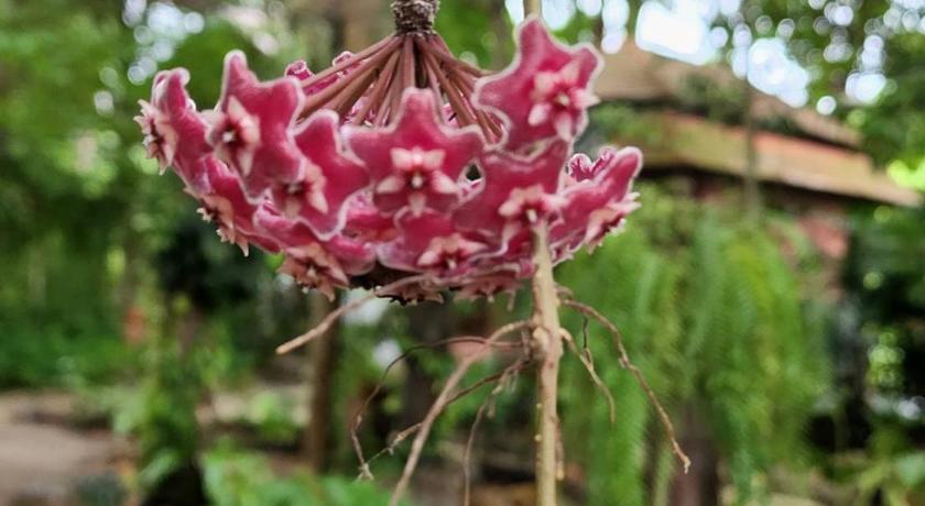 华欣 / 七岩 Banpainamhomestay 3星级 民宿 外观