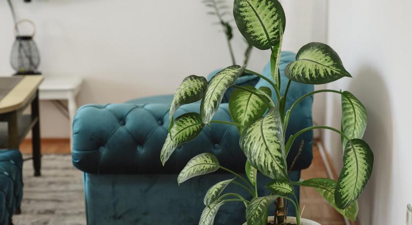 Apartman Star — Hotel in Subotica