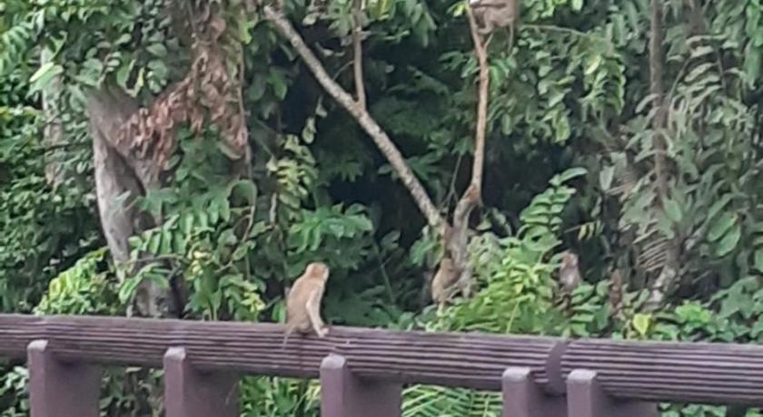 Pakchong hostel & wildlife tour photo