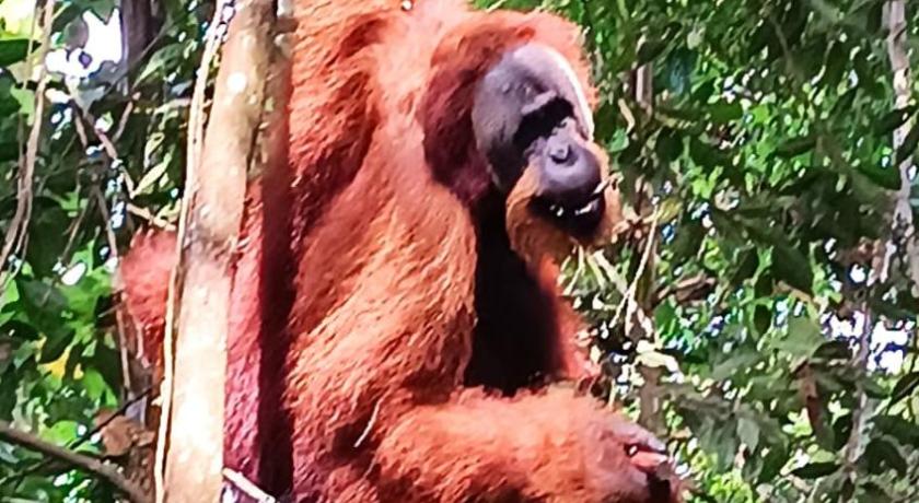 On The Rocks Bungalows, Restaurant and Jungle Trekking Tours — Hotel in Bukit Lawang