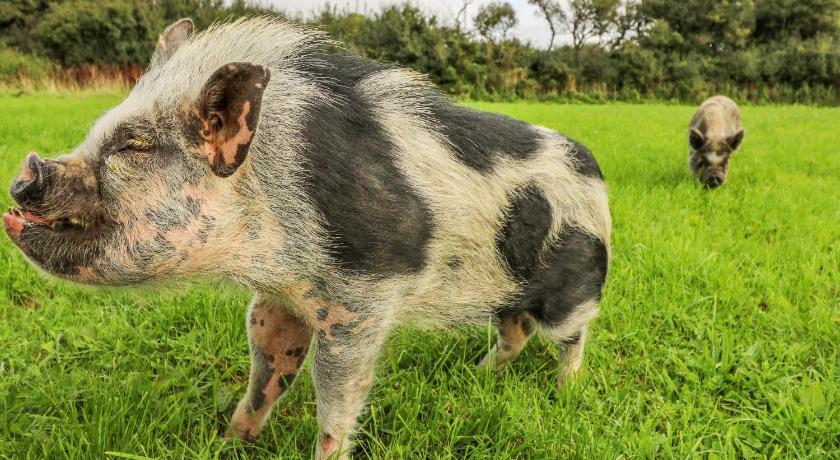 Tegrin Rosehaven 3-Star Single Room amenity