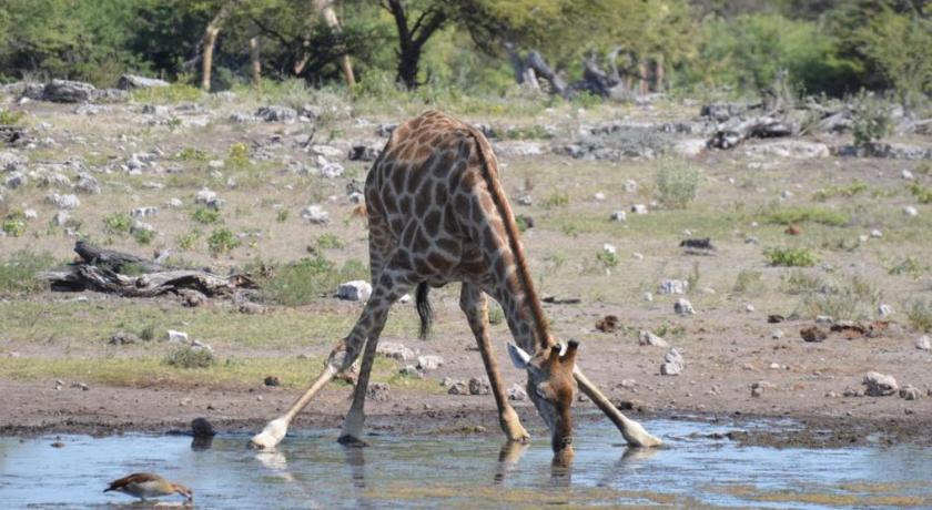 a giraffe drinking water from a pond, BJ&T Vacation Homes in Kasane