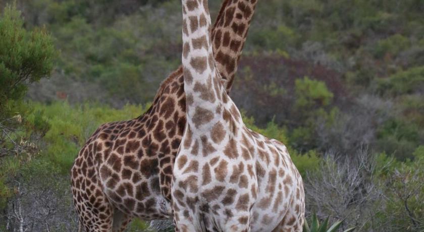 Garden Route Safari Camp