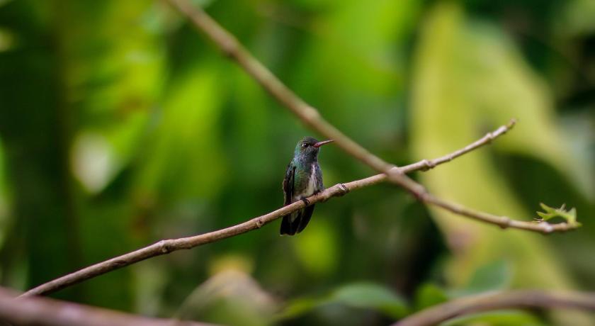 Couleur Locale Paramaribo photo