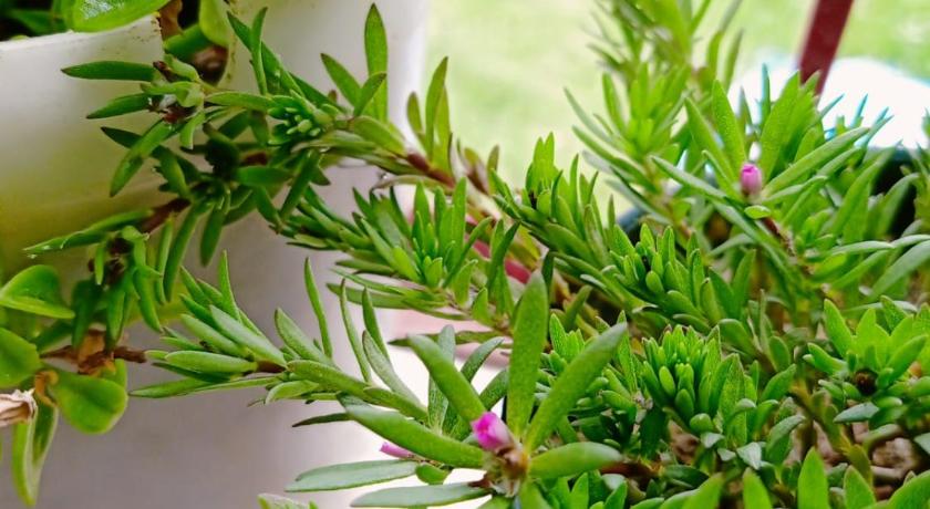 Samriddhi Homestay — Hotel in Almora