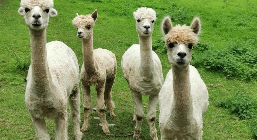 Tegrin Wellstone Cottages - Honeysuckle 4-Star Single Room room