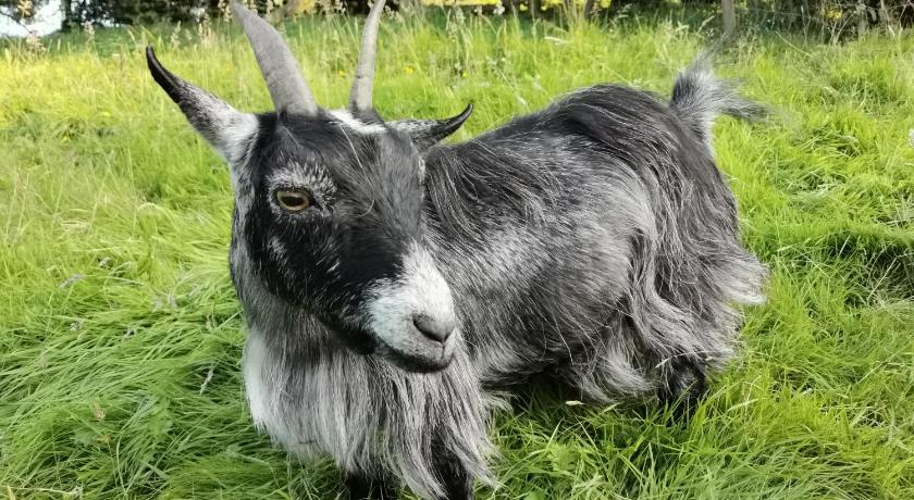 Tegrin Wellstone Cottages - Honeysuckle 4-Star Single Room amenity