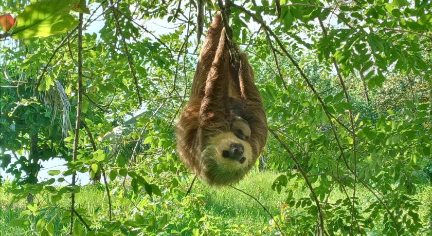 Jungle Paunch photo