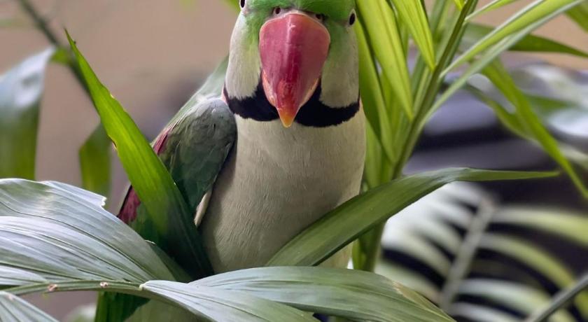 Green Parrot Apartments photo