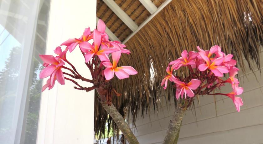 Love Coconut Bungalows photo