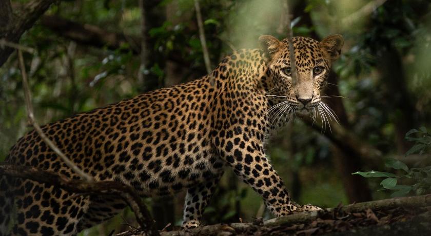 Makini Bush Camp, Yala photo