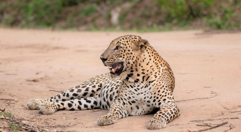 Makini Bush Camp, Yala photo