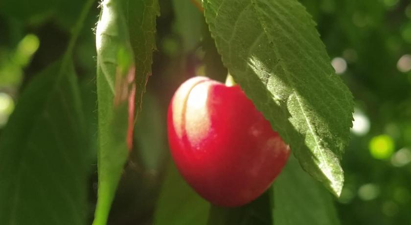 Finca La Clementina photo