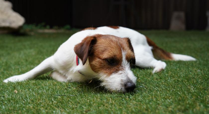 a brown and white dog laying on the grass, Sakara Miyazu in Miyazu