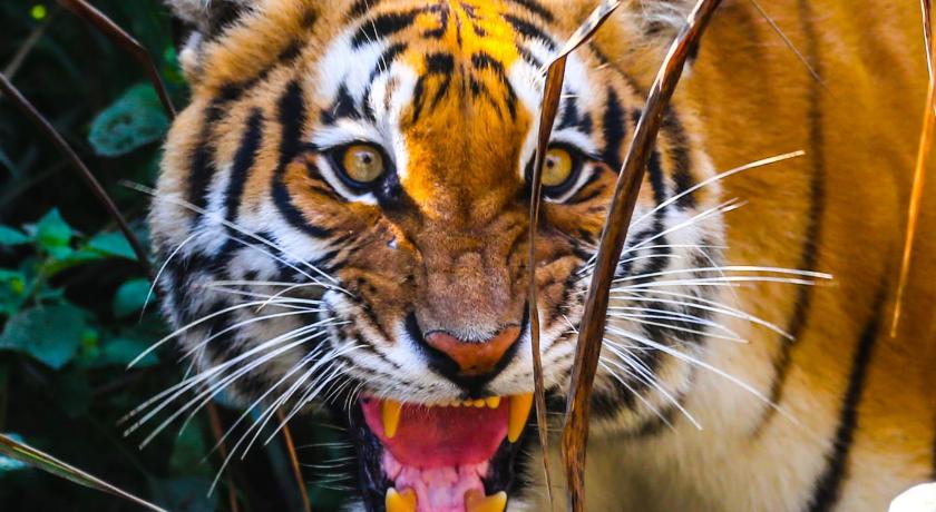 Wild Planet Eco Retreat — Hotel in Thakudwara