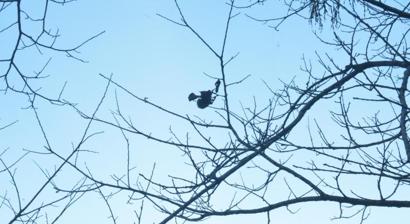 サパ Tay Bac Sky Homestay 4つ星 ゲストハウス レストラン