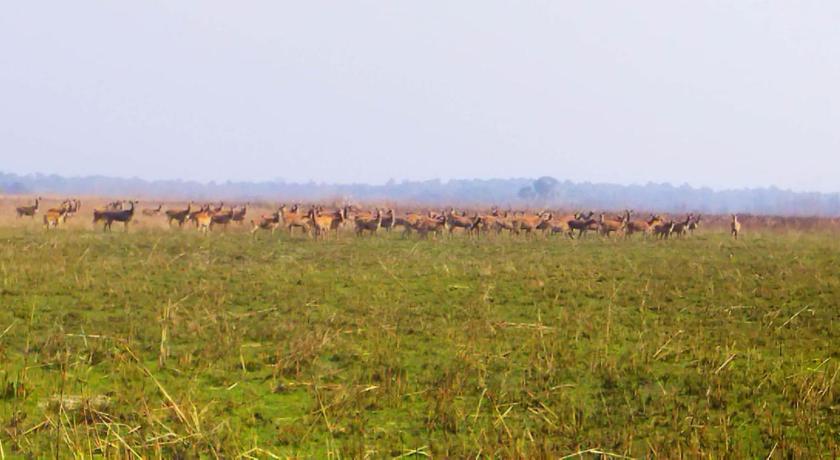 Shuklaphanta Jungle Cottage photo