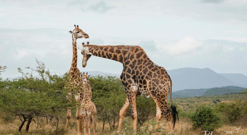 Rhino Ridge Safari Lodge photo