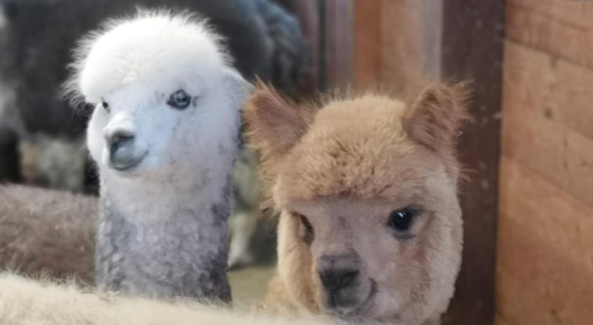 B&B Canossalpaca