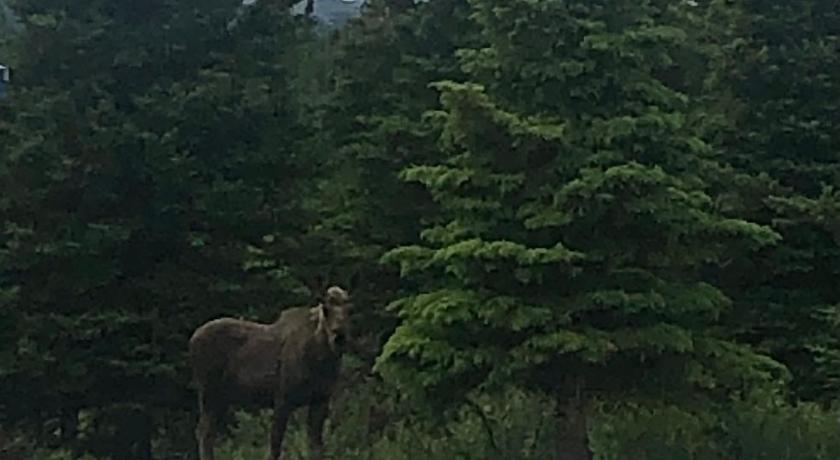 Denali Park Hotel photo