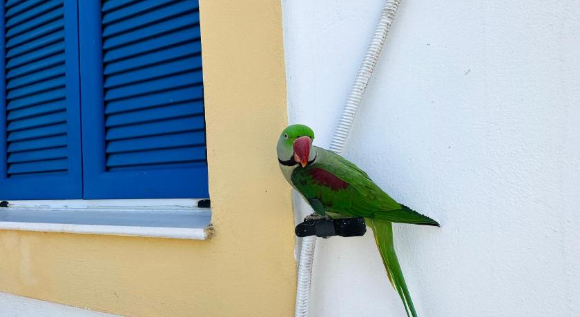 Green Parrot Apartments photo