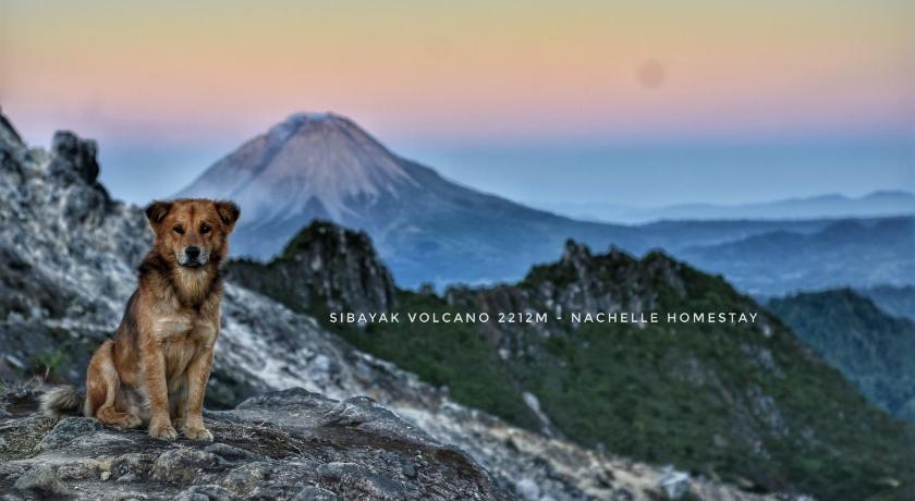 Nachelle Homestay photo