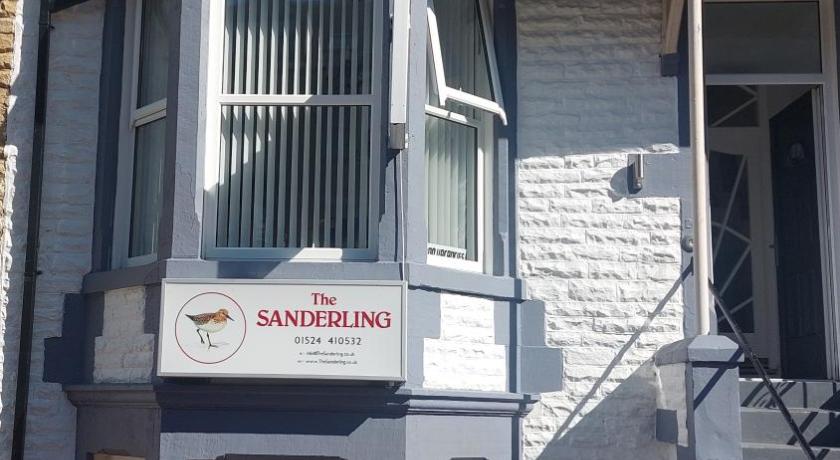 The Sanderling photo