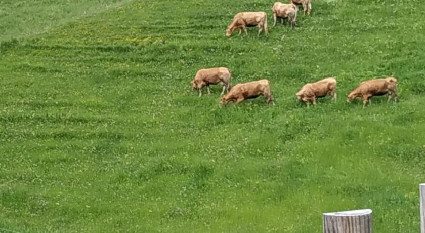 Albergo Diffuso Sauris in Sauris di Sotto photo