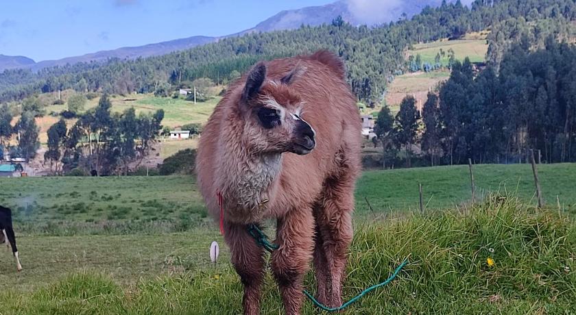 Cuscungo Cotopaxi Hostel & Lodge photo