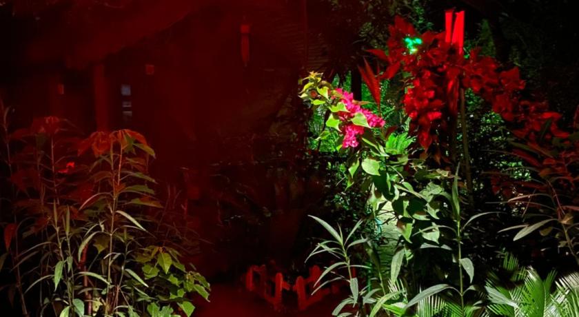 Canario Bungalows photo