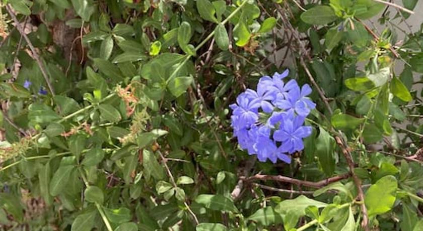 オルジバ Alpujarra garden oasis 4つ星 シングルルーム ロビー