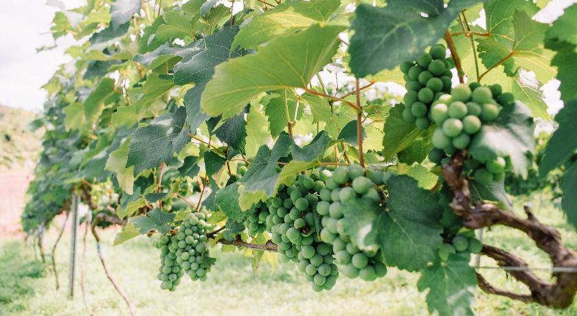 Recanto das Videiras - Casa em Vinicola