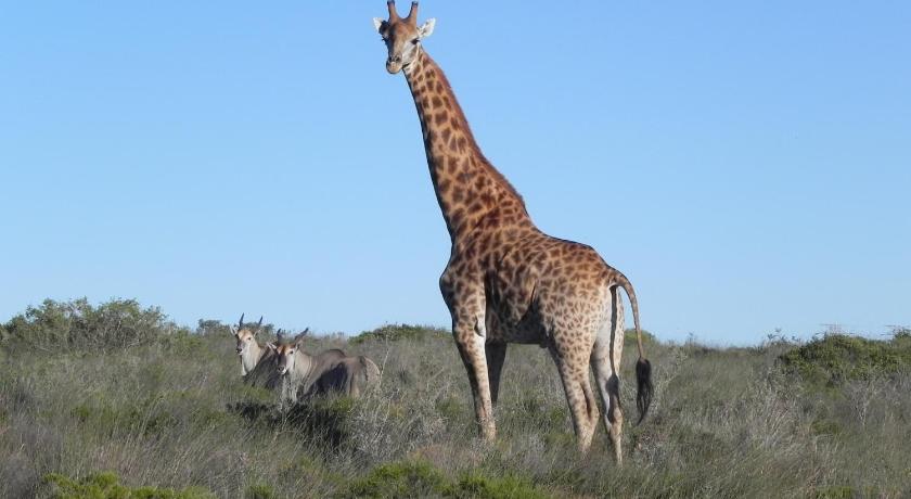 Thali Thali Game Lodge photo