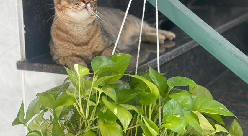 ホーチミン HANZ Camelia Hotel 3つ星 ホテル ロビー