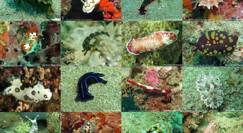 Magic Oceans Dive Resort - image 49