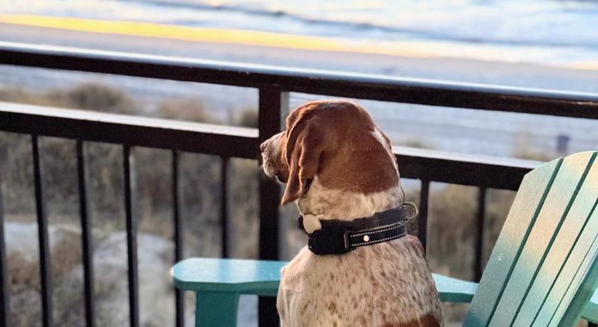 Oceanfront 3br/2ba Dog Friendly