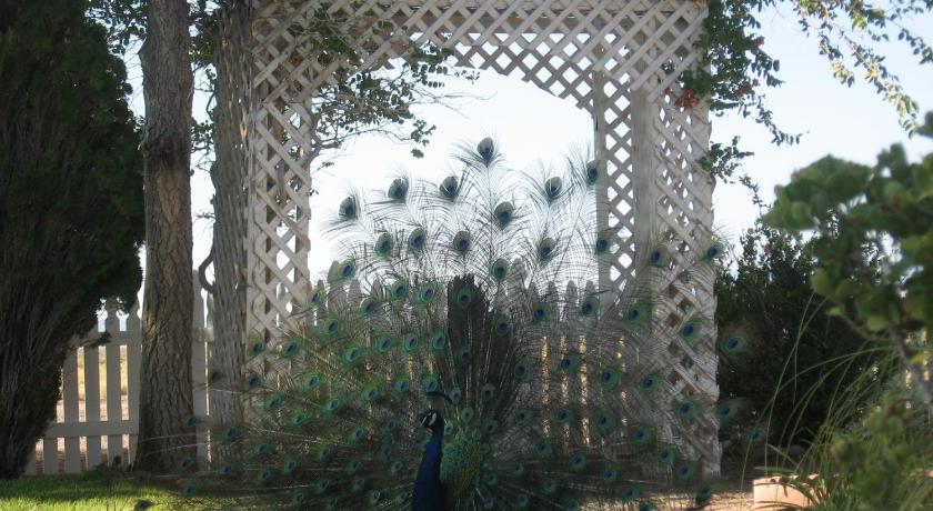 Shady Lady Bed and Breakfast photo