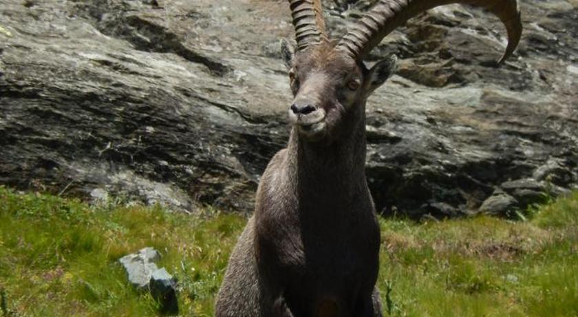 a large horned animal standing on top of a lush green hillside, Albergo du Soleil in Cogne