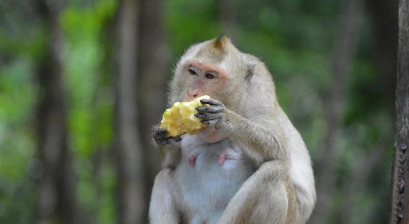 Palm Beach Bungalow Resort photo