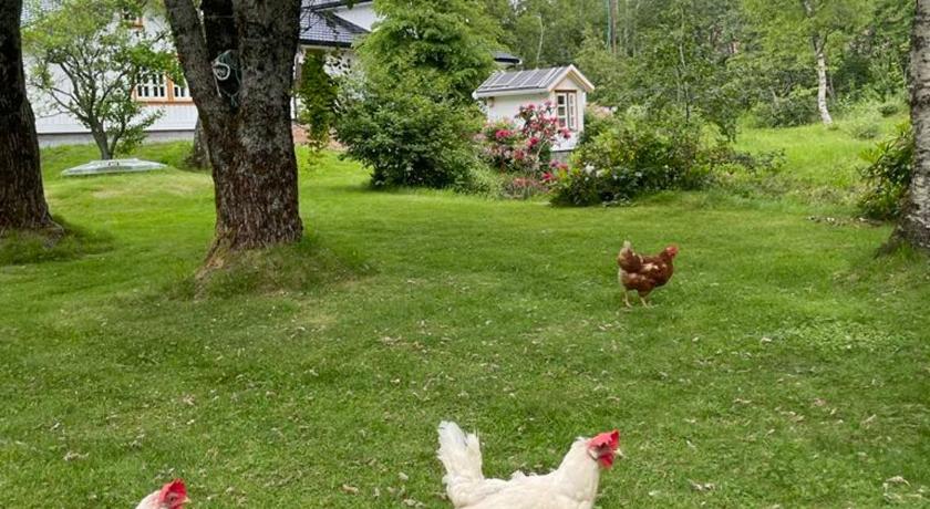 布龙讷松德 Leka Overnatting 4星级 单人房 餐厅