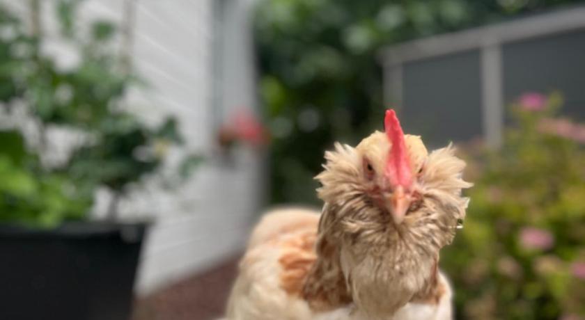 勒隆热龙 Gite BEN & NAD proche du Puy DuFou 4星级 单人房 设施