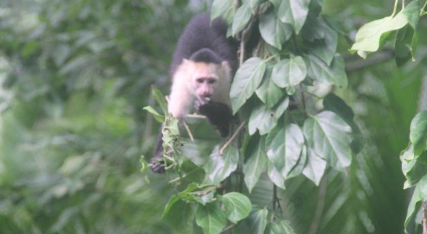 Puerto Viejo de Talamanca Villa Salvador - New Private Suite & Kitchen walk to Playa Chiquita 3-Star Single Room view